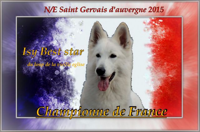 CH. Isy best star du Loup de la Vieille Eglise