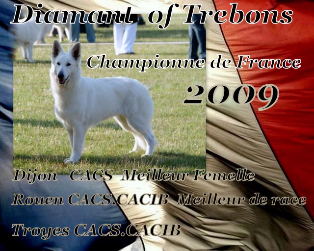 CH. Diamant of trebons berger blanc