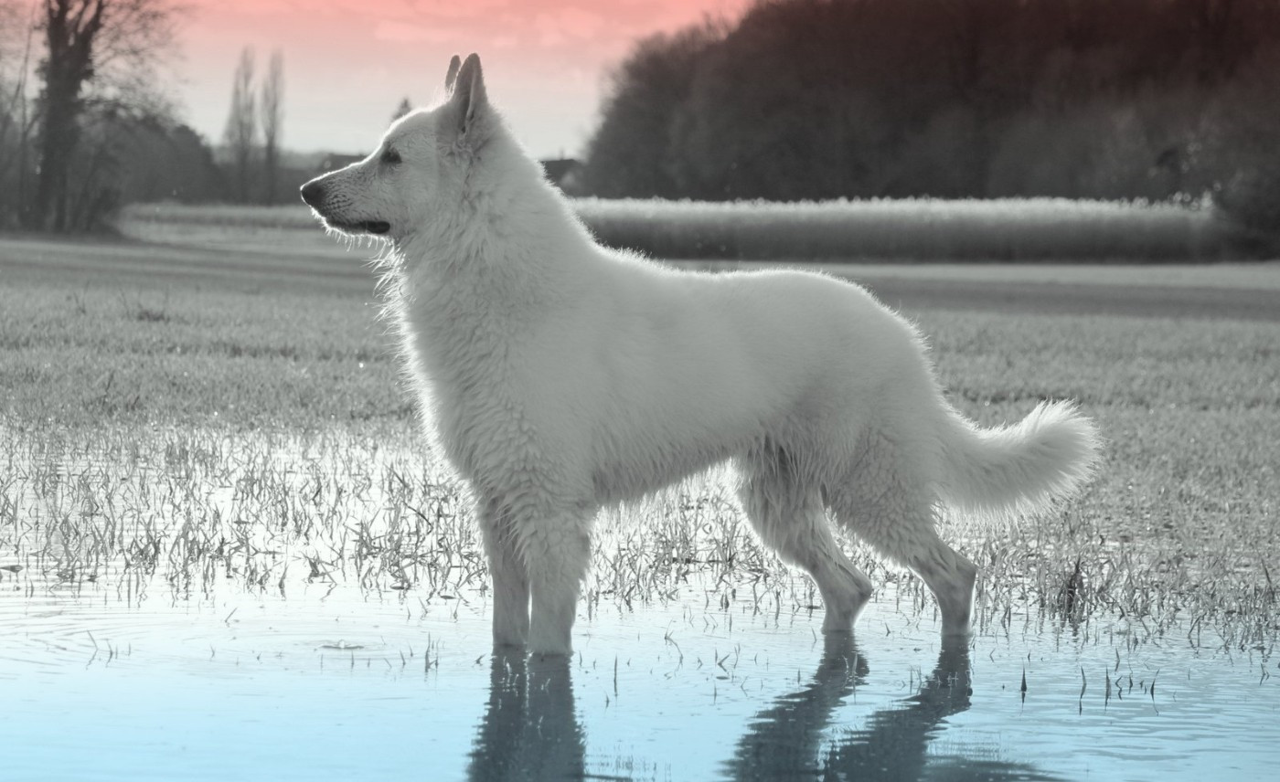 V' hades du Loup de la Vieille Eglise