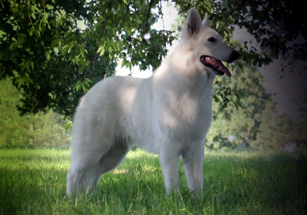 validation du titre de champion des exposition canine