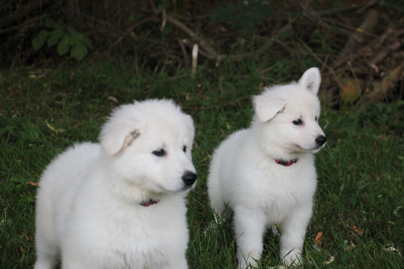 du Loup de la Vieille Eglise - Chiots disponibles - Berger Blanc Suisse