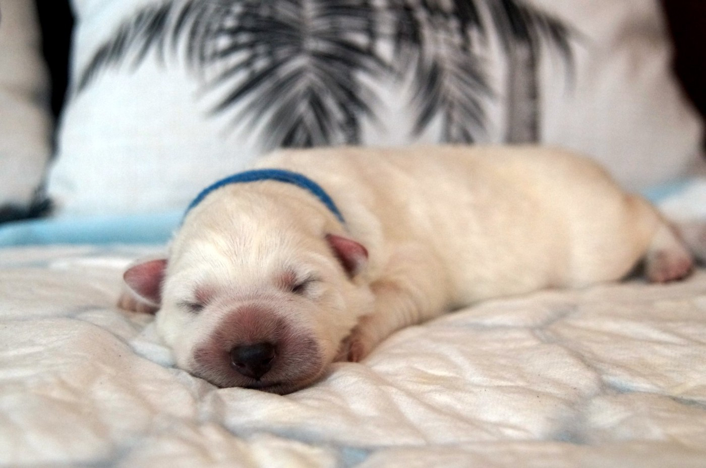 du Loup de la Vieille Eglise - Chiots disponibles - Berger Blanc Suisse