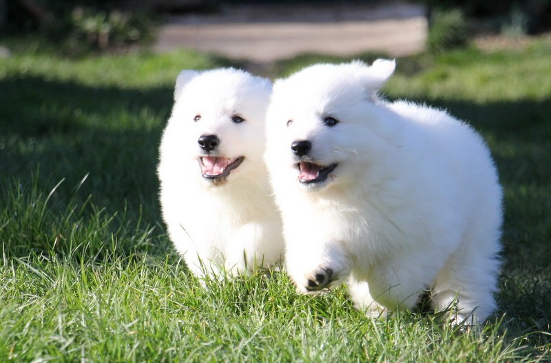 Chiot Berger Blanc Suisse du Loup de la Vieille Eglise
