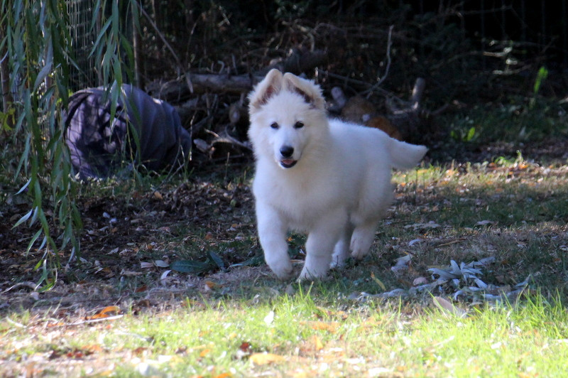 du Loup de la Vieille Eglise - Chiots disponibles - Berger Blanc Suisse