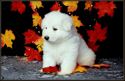 CHIOT 5