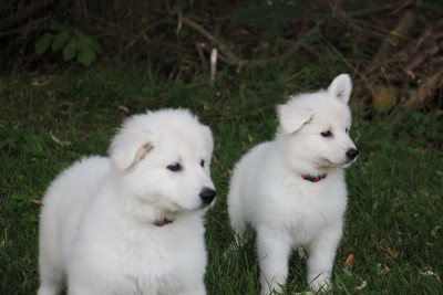 Chiot N°6