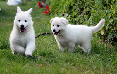 Chiot N°3