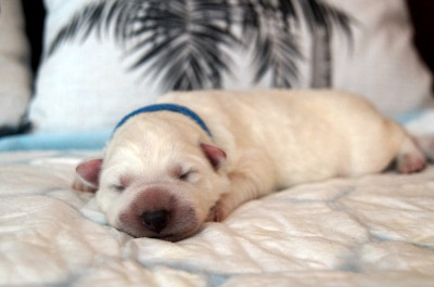 CHIOT 5