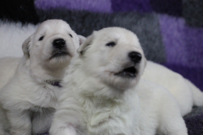 CHIOT 1