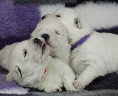 CHIOT 2