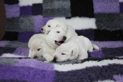 CHIOT 3