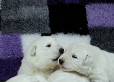 CHIOT 4