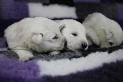 CHIOT 5