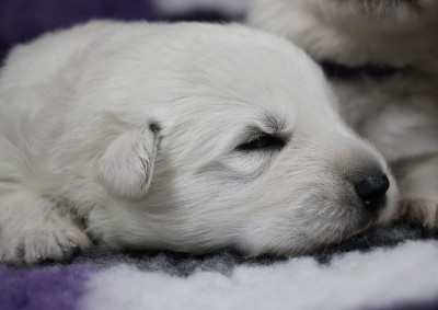 CHIOT 6