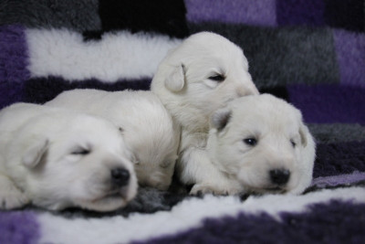CHIOT 7