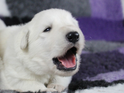 CHIOT 8