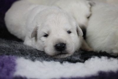 CHIOT 9
