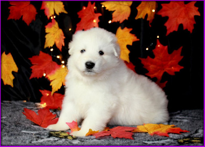 CHIOT 7