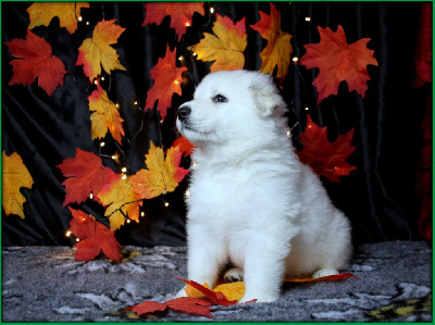 CHIOT 8