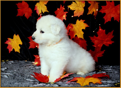 CHIOT 3