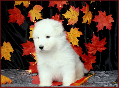 CHIOT 2