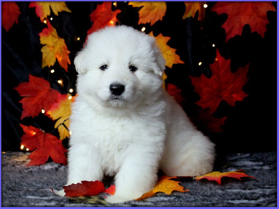 CHIOT 6