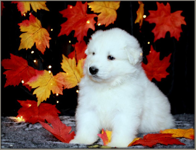 CHIOT 1