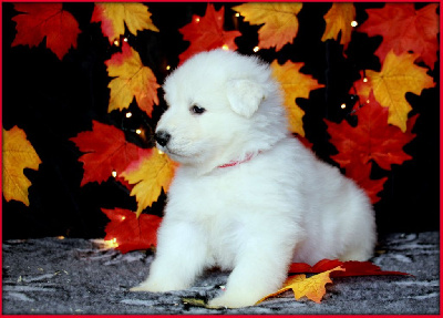 CHIOT 4