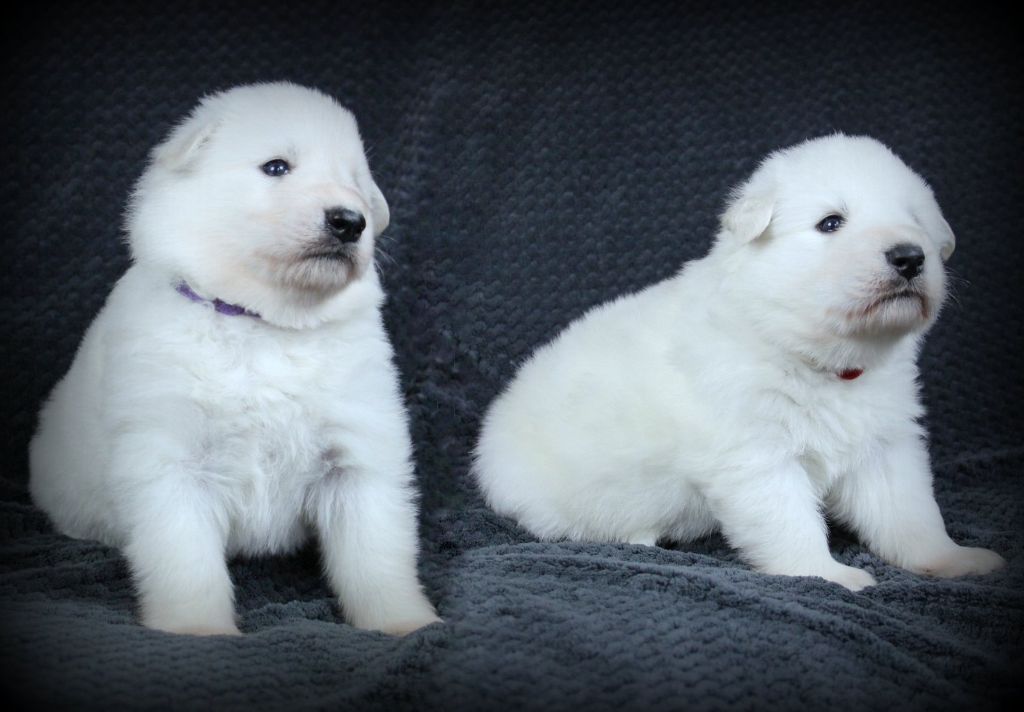 Chiot Berger Blanc Suisse du Loup de la Vieille Eglise